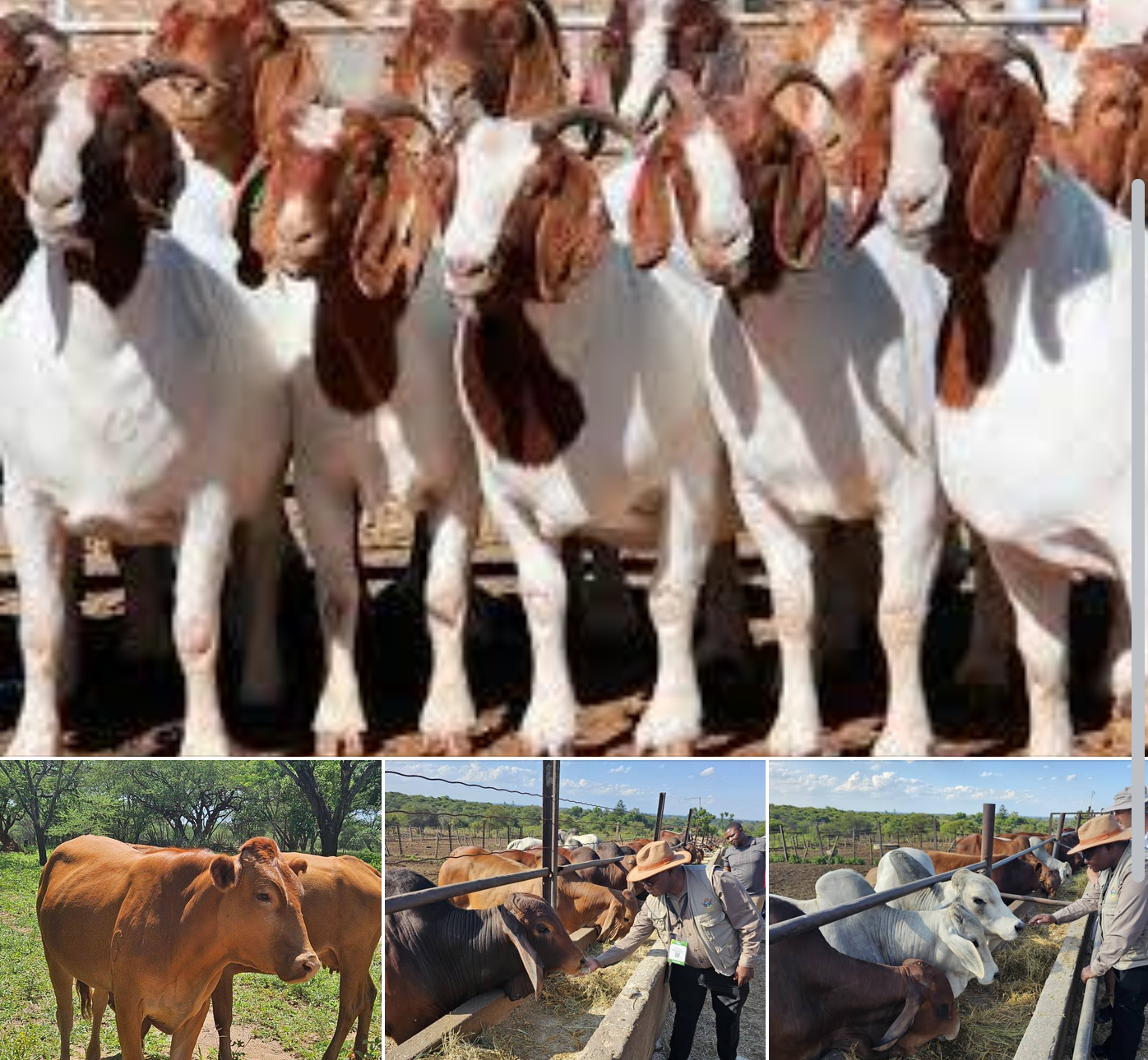 Livestock
