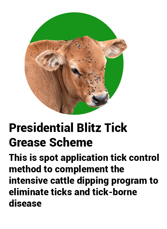 cattle