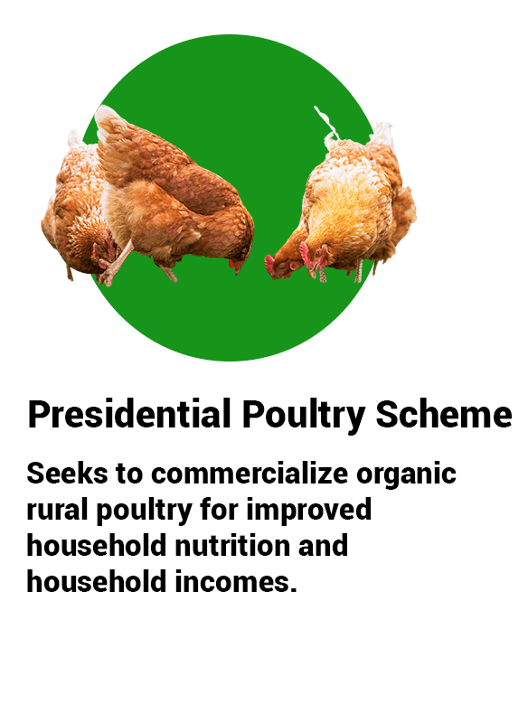 chicken